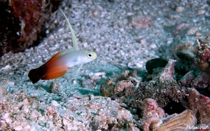 Maldives 2021 - Gobie de feu - Fire dartfish - Nemateleotris magnifica - DSC00708_rc